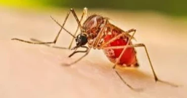 This year’s tally reaches 9 as two more dengue deaths reported