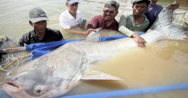 Huge and rare Mekong catfish spotted in Cambodia, raising conservation hopes