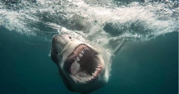 Rei Ami, Ken Jeong join Discovery’s ‘Shark Week’ to promote shark awareness