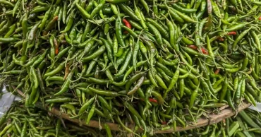 Green chili prices soar in Dhaka as rains squeeze supply