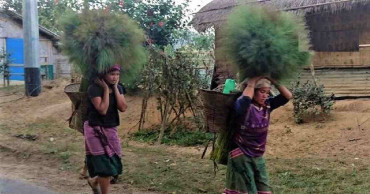 ‘Broom flowers’ of Sitakunda hills being exported to Middle East