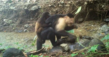 Captured on video, capuchin monkeys seen abducting baby howler monkeys