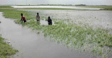 Flash floods in Boro-producing areas bodes ill for days ahead