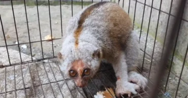 Rare Bengal slow loris rescued in Cumilla