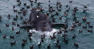 Scientists investigate unusual deaths of baby whales in Argentina