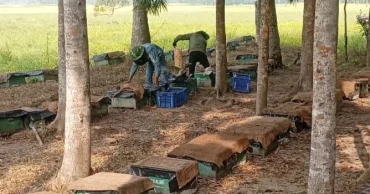 Cold and fog bite into Narail’s honey season