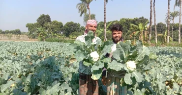 Chuadanga farmers thrive as cauliflower yields hit new high