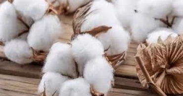 Bangladesh to receive tariff reduction on apparel produced using US cotton