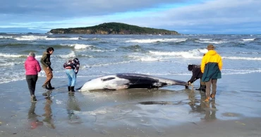 Rare Whale Likely Died from Head Injuries: NZ Scientists