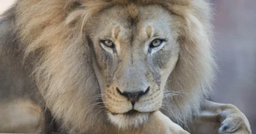 Kamau, 'charismatic and iconic' African lion at California's Sacramento Zoo, dies at 16