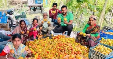 Bagerhat farmers find new hope as tomatoes make their way to Malaysia