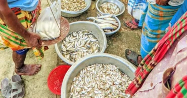 With an estimated Tk 100cr fish trade annually, Kushtia’s Daulatpur still lacks wholesale market