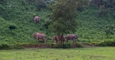 Govt charts twin pathways to ease human-elephant conflicts in Bangladesh  