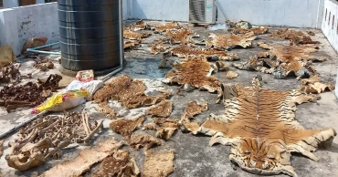 Killing tigers in the Sundarbans: Offenders get off scot-free for lack for evidence