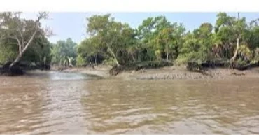 Govt to formulate concrete action plan to protect Sundarbans: Rizwana