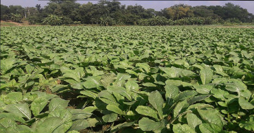 Bumper vegetable yield in Cumilla; farmers smiling  