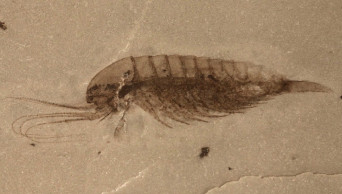 Chinese scientists discover rare Cambrian fossils