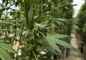 California pot regulators struggling with job, audit says