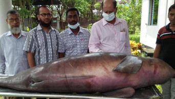 The disappearing dolphins of Sundarbans