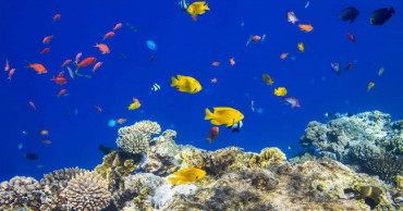 New hatchlings give hope for "world's rarest fish"