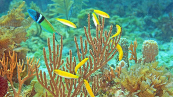 Scientists get peek into how some fish change sex as adults