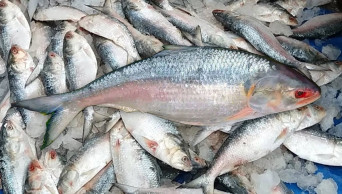 Hilsa fest begins Wednesday in Barguna