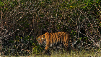 Sundarbans tigress wasn’t killed by poachers: Investigators