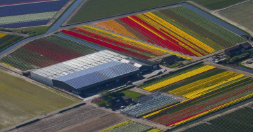 Sales of flowers, pork push Dutch farm exports to new record
