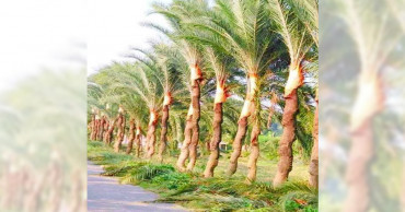 It’s winter! Don’t forget about date juice