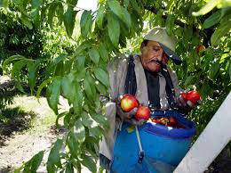 California bans pesticide linked to brain damage in children