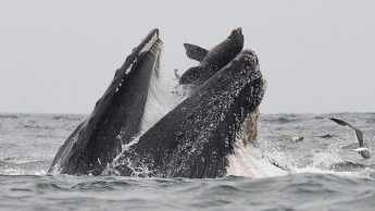 Whale 'swallows' sea lion: 'It was a once-in-a-lifetime event'