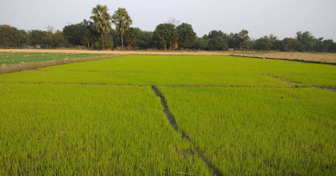 DAE eyes boro cultivation on 46,800ha in Chapainawabganj