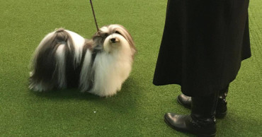 Happy meal: Poodle stops for fast food, wins at Westminster