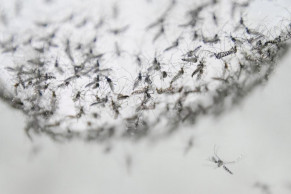 Scientists develop new method to control mosquitoes