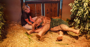 Orphaned albino elephant recovers from poacher's snare