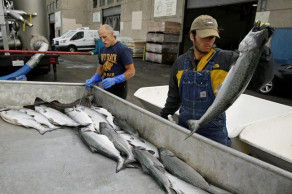 Off the hook: California king salmon rebounds after drought