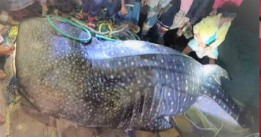 200-kg tiger shark caught in Chattogram