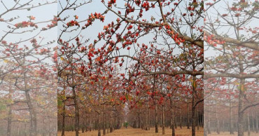 Tourists throng ‘Shimul Bagan’ in Sunamganj