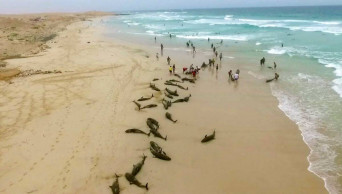 More than 100 dolphins die on island beach off West Africa