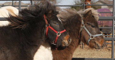 Oklahoma program offers rescue for horses, other equine