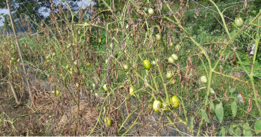 ‘Bulbul’ brings Bagerhat tomato farmers to their knees