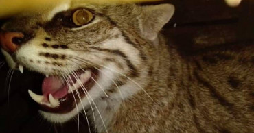Rare fishing cat captured in Magura