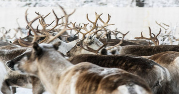 In Sweden's Arctic, global warming threatens reindeer herds