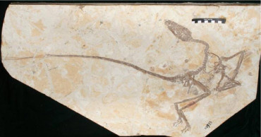 New dinosaur species "dancing dragon" identified in China
