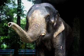After years of neglect, rescued elephant Badsha Bahadur gets a second chance