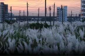 Uttara’s Diabari becomes a floral escape with blooming Kashful