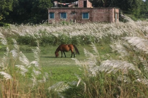 Autumn’s White Bloom in Hasnabad