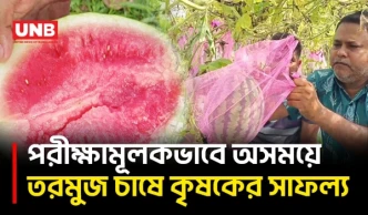 মানিকগঞ্জে অসময়ে তরমুজ চাষে বাম্পার ফলন, লাভের আশা কৃষকের | Watermelon Farming | UNB