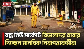 নিউ মার্কেট বন্ধ, অবলা বিড়ালদের ভরসা মানবিক নিরাপত্তাকর্মীরা | New Market | Cat Feeding | UNB