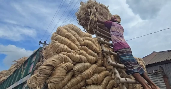 Farmers worry over fair price despite good jute yield in Faridpur
